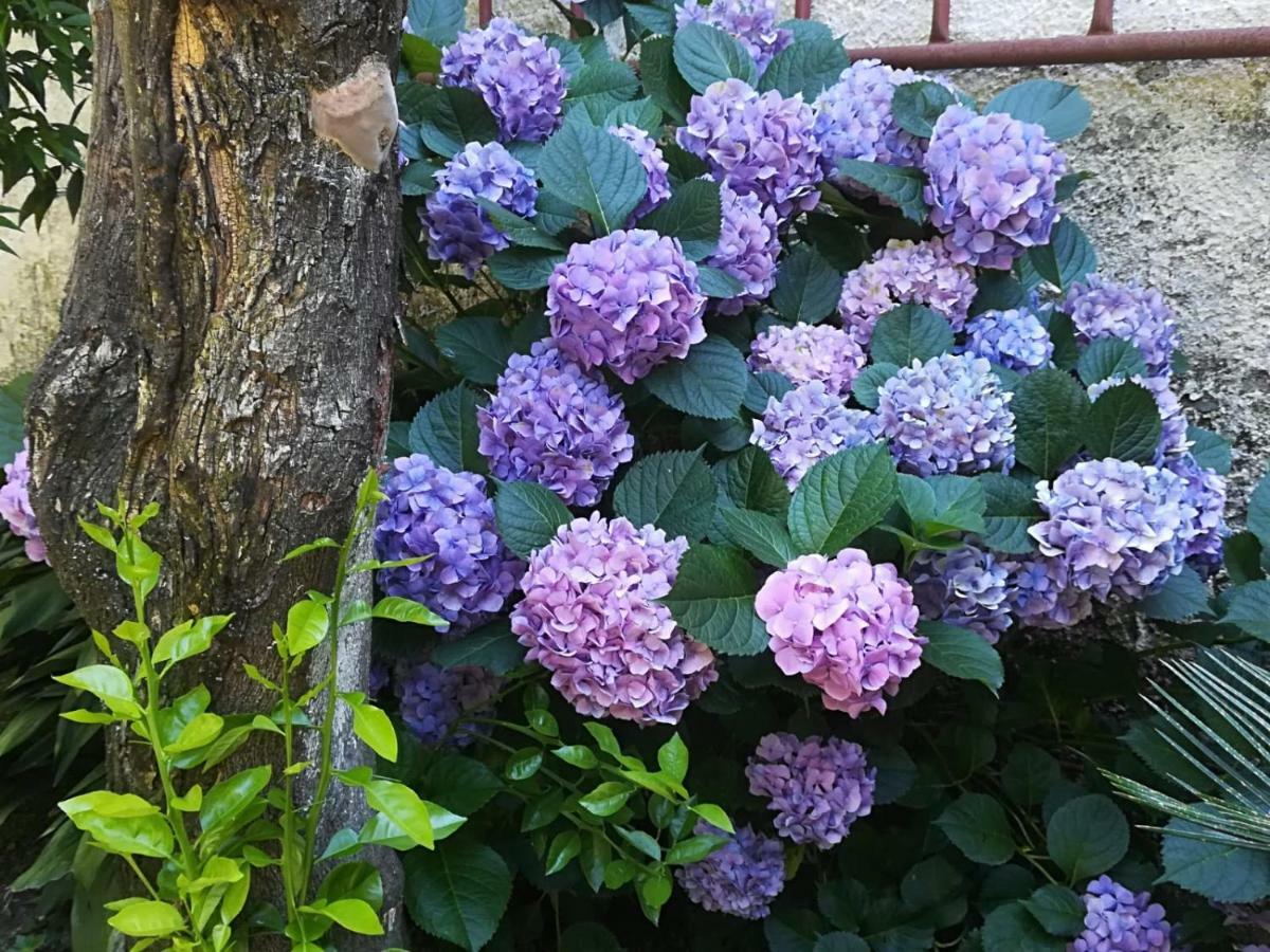 Residenza Sud - Con Giardino * Caserta